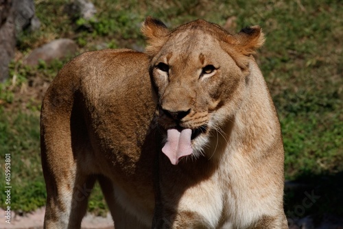 female lion