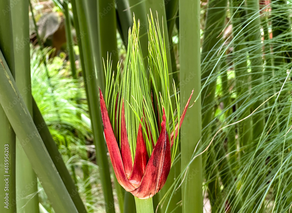 Fototapeta premium Young papyrus leaf (lat. Cyperus papyrus)