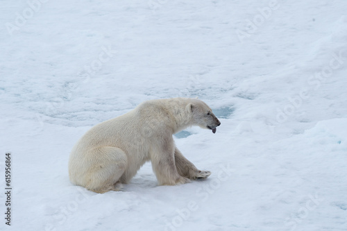 Polar bear walking on the ice in arctic landscape sniffing around.
