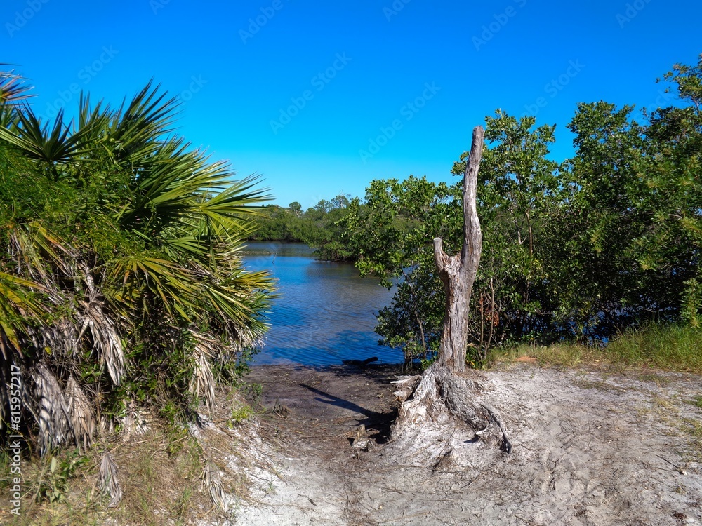 river in the forest