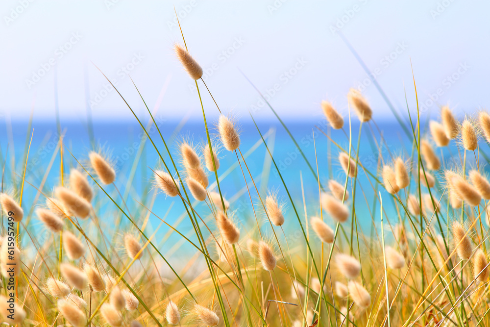 Bunny Tails Grass Lagurus Ovatus at the beach Bunny Tails Grass Lagurus Ovatus at the beach