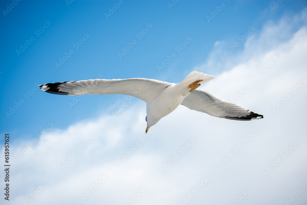 Single seagull flying in a blue sky as a background Single seagull flying in a blue sky as a background
