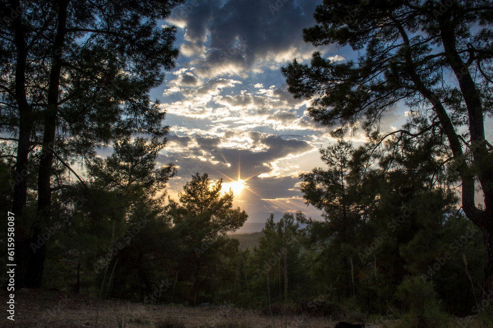 firs tall trees forests and woodlands from Antalya firs tall trees forests and woodlands from Antalya