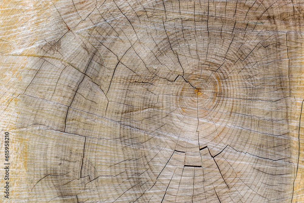 Fototapeta premium Cut through tree section with rings and cracks landscape for background