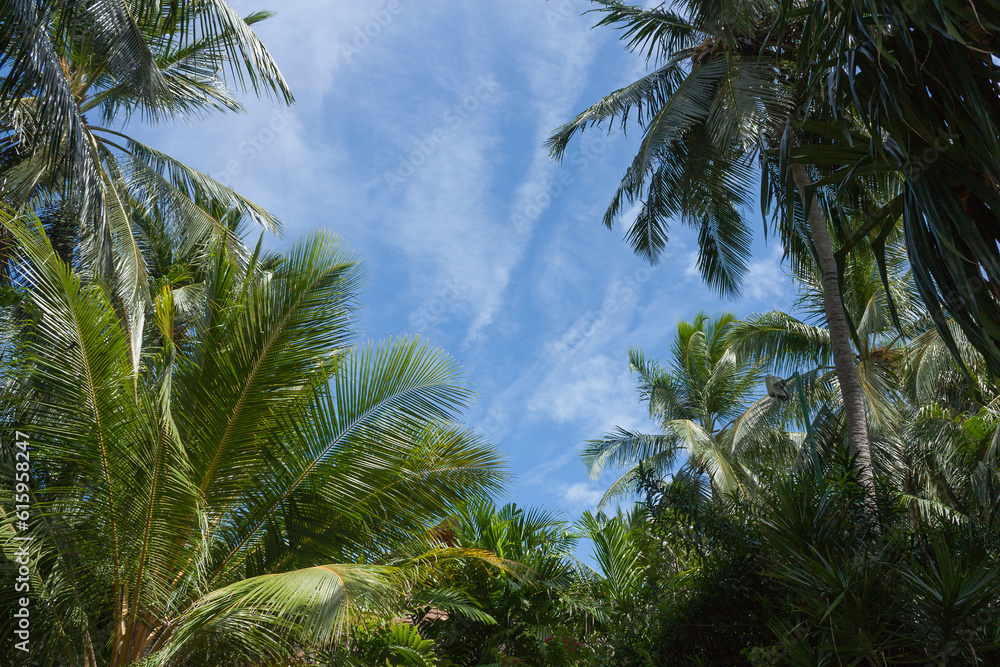 Green palm trees against blue sky and white clouds on the paradise island of Maldives at the sunny day.