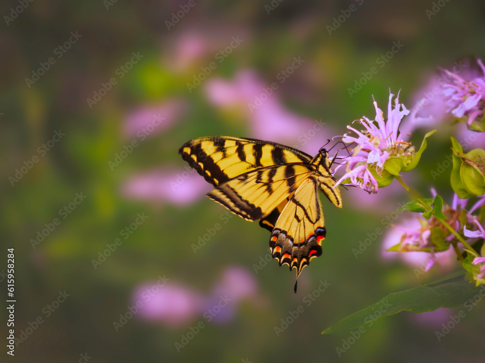 Eastern Tiger Swallowtail Butterfly on a Milkweed wildflower, blurred background, summer time