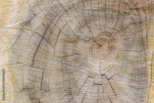 Cut through tree section with rings and cracks landscape for background