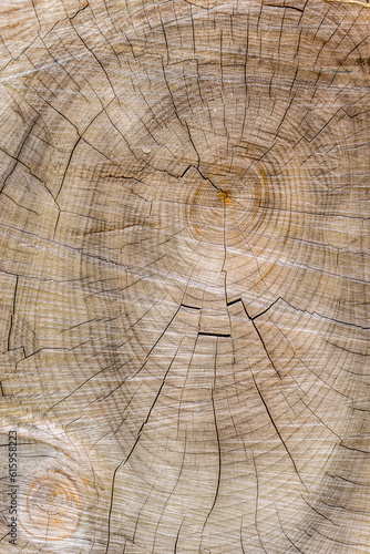 Cut through tree section with rings and cracks portrait for background