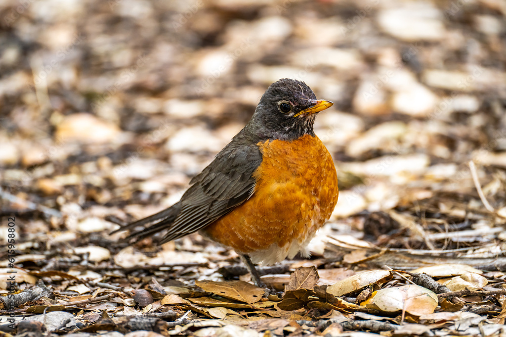 Close-up of American Robin (Turdus migratorius) Close-up of American Robin (Turdus migratorius)