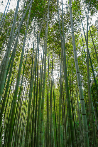 Arashiyama bamboo forest in Sagano  Kyoto  Japan