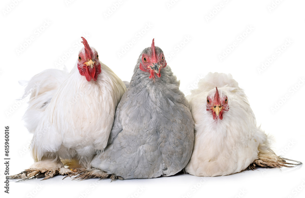 Fototapeta premium pekin chicken in front of white background