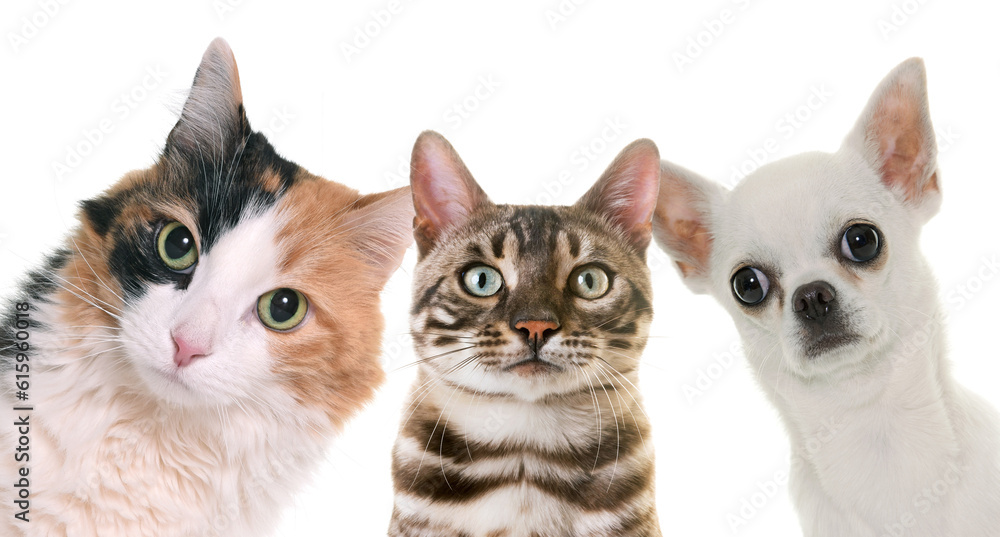 cats and chihuahua in front of white background cats and chihuahua in front of white background
