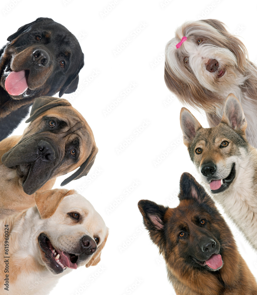 group of dogs in front of white background group of dogs in front of white background