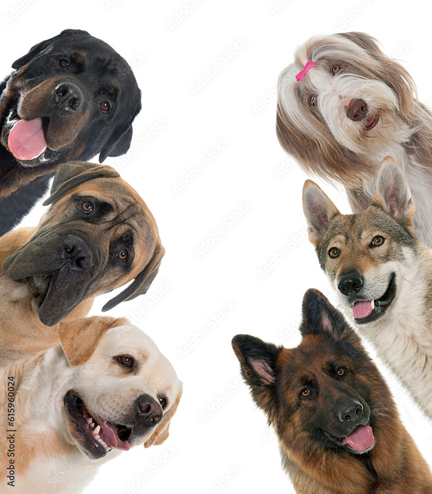 group of dogs in front of white background