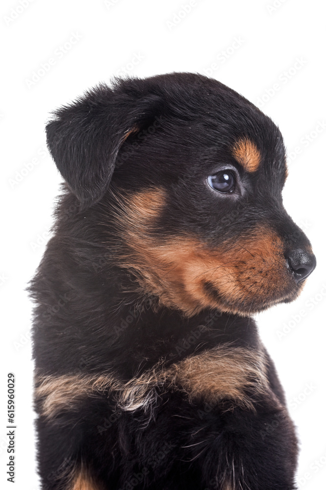 puppy rottweiler in front of white background