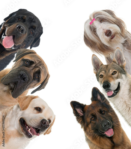 group of dogs in front of white background