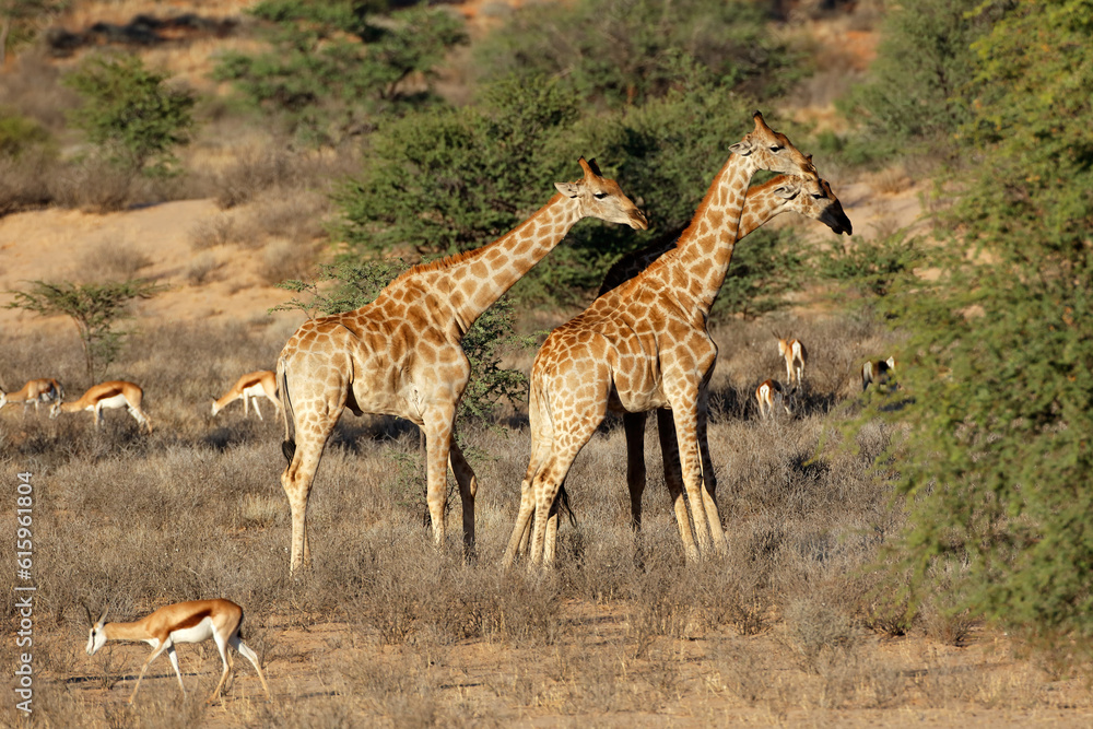 Obraz premium Giraffes (Giraffa camelopardalis) and springbok antelopes, Kalahari desert, South Africa