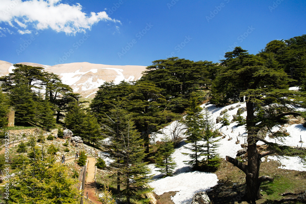 Obraz premium Lebanese cedars at the Arz ar-Rabb mountain aka Cedars of God, Kadisha valley, Lebanon