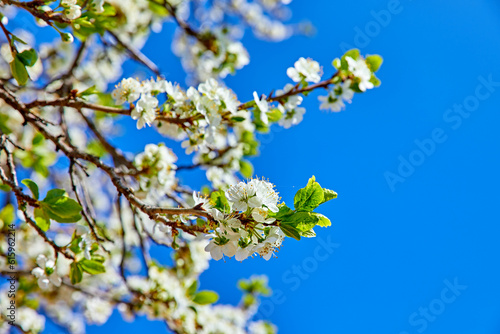 Blooming tree plum on background blue sky. Spring gardening. White flower on branch.
