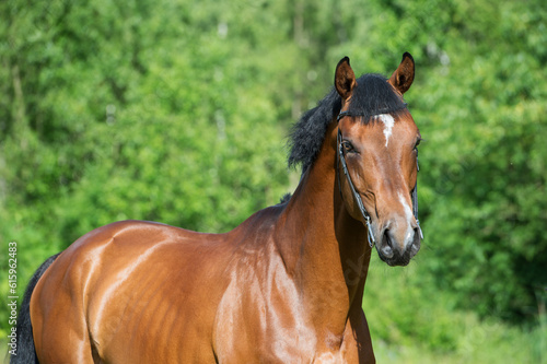 portrait of young  sportive stallion © Designpics
