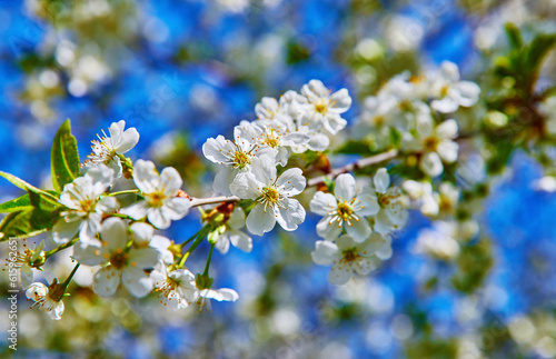 Blooming tree cherry on background blue sky. Spring gardening. White flower on branch.