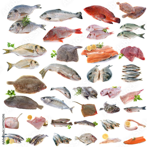 group of fish in front of white background