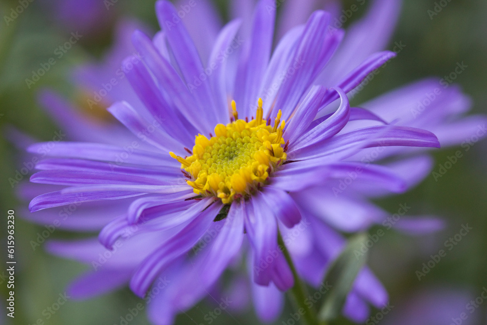Close-up image of a Aster x frikartii 'Monch' Close-up image of a Aster x frikartii 'Monch'
