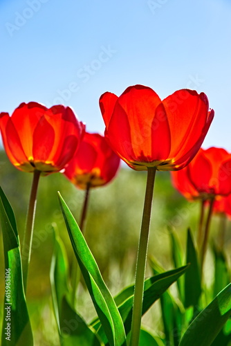 Spring red flower tulips. Bunch dutch flowers with green leaves.