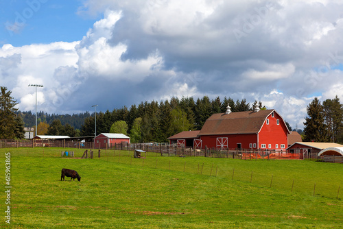Cow grazing on green pasture by red barn in rural farmland in Clackamas Oregon