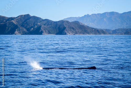 Whale watching in Kaikoura bay, New Zealand