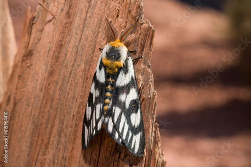 Hera buckmoth (Hemileuca hera subspecies magnifica) on  South Kaibob Trail of Grand Canyon National Park, AZ. photo