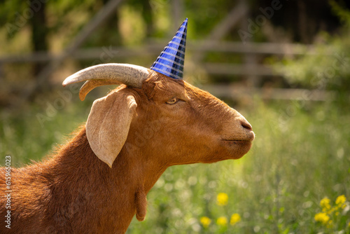 Funny Smiling Nubian Boer Mixed Breed Goat Wearing a Birthday Party Hat in Green Grass Farm Background and Space for Text