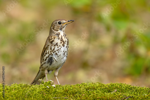 Drozd śpiewak, śpiewak (Turdus philomelos)