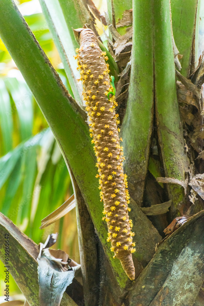 Male Bloom palm Has Male And Female Blooms Of A Famous Endemic male-bloom-palm-has-male-and-female-blooms-of-a-famous-endemic