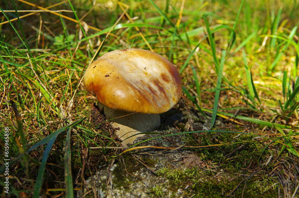 Penny bun (boletus edulis), sunlit. Altai Mountains, Russia. Penny bun (boletus edulis), sunlit. Altai Mountains, Russia.