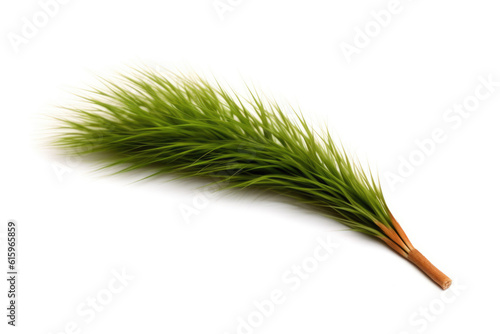 green fox tail grass