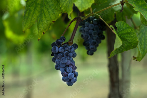 Cluster of dark purple grapes hanging from a branch on a vine in a winery vineyard, with some starting to wither and wrinkle from not being harvested in time.