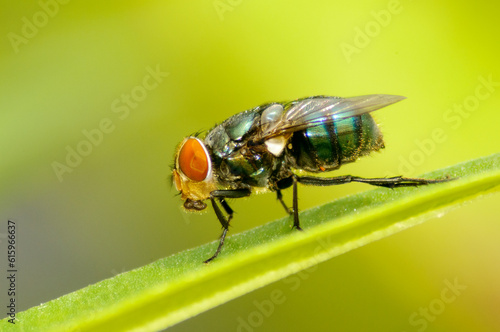 It is a closeup view of green bottlefly. This is 10-14 mm long, slightly larger than a housefly.