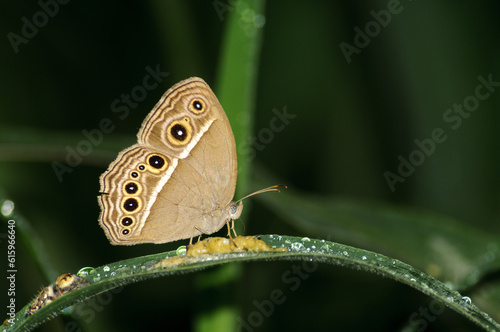 This is a kind of butterfly with sober colors. Upperside dark Vandyke brown; forewings and hindwings with slender subterminal and terminal pale lines. photo