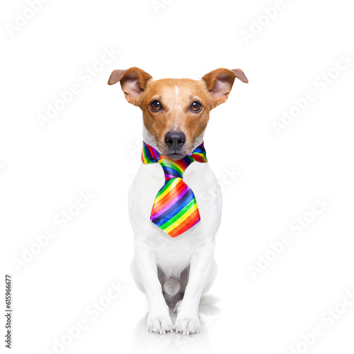 crazy funny gay dog proud of human rights ,sitting and waiting, with rainbow flag tie  , isolated on white background © Designpics