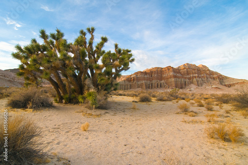 Red Cliffs Natural Preserve (Red Rock Canyon, CA) featuring joshua trees (Yucca brevifolia) photo