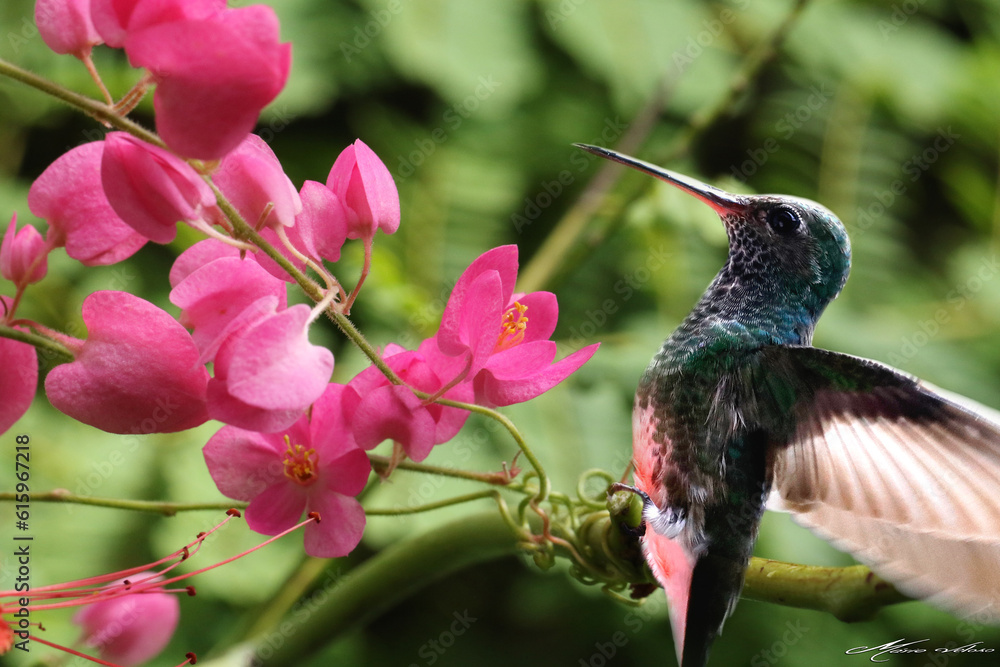 Fototapeta premium hummingbird on flower