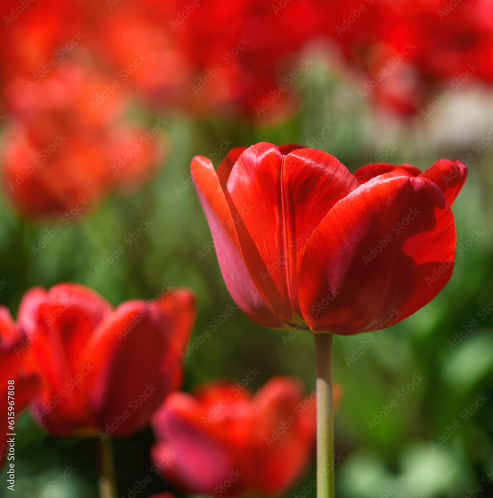 field of red blossoming tulips on a sunny day, close up field of red blossoming tulips on a sunny day, close up