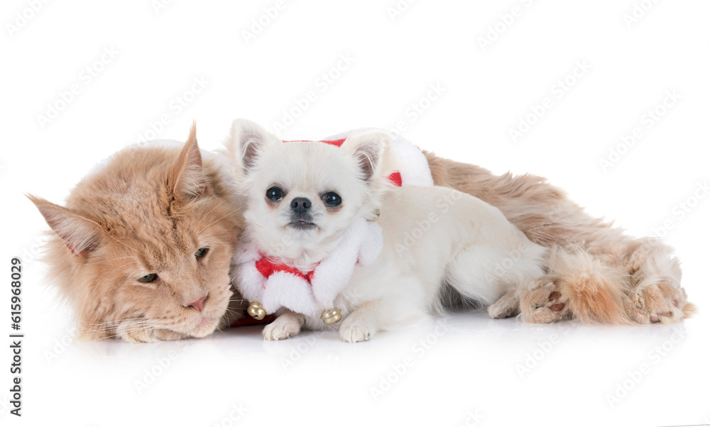 maine coon cat, chihuahua in front of white background maine coon cat, chihuahua in front of white background