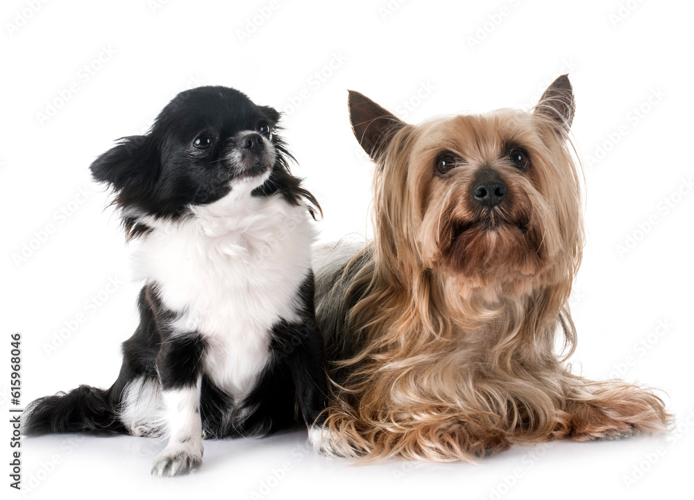 young chihuahua and yorkshire terrier in front of white background young chihuahua and yorkshire terrier in front of white background