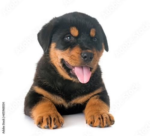 puppy rottweiler in front of white background