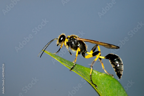Canvas Print Close up shot of sphecidae with black and yellow vibrant colors.