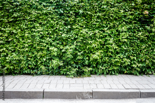 Green plant hedge with a sidewalk background