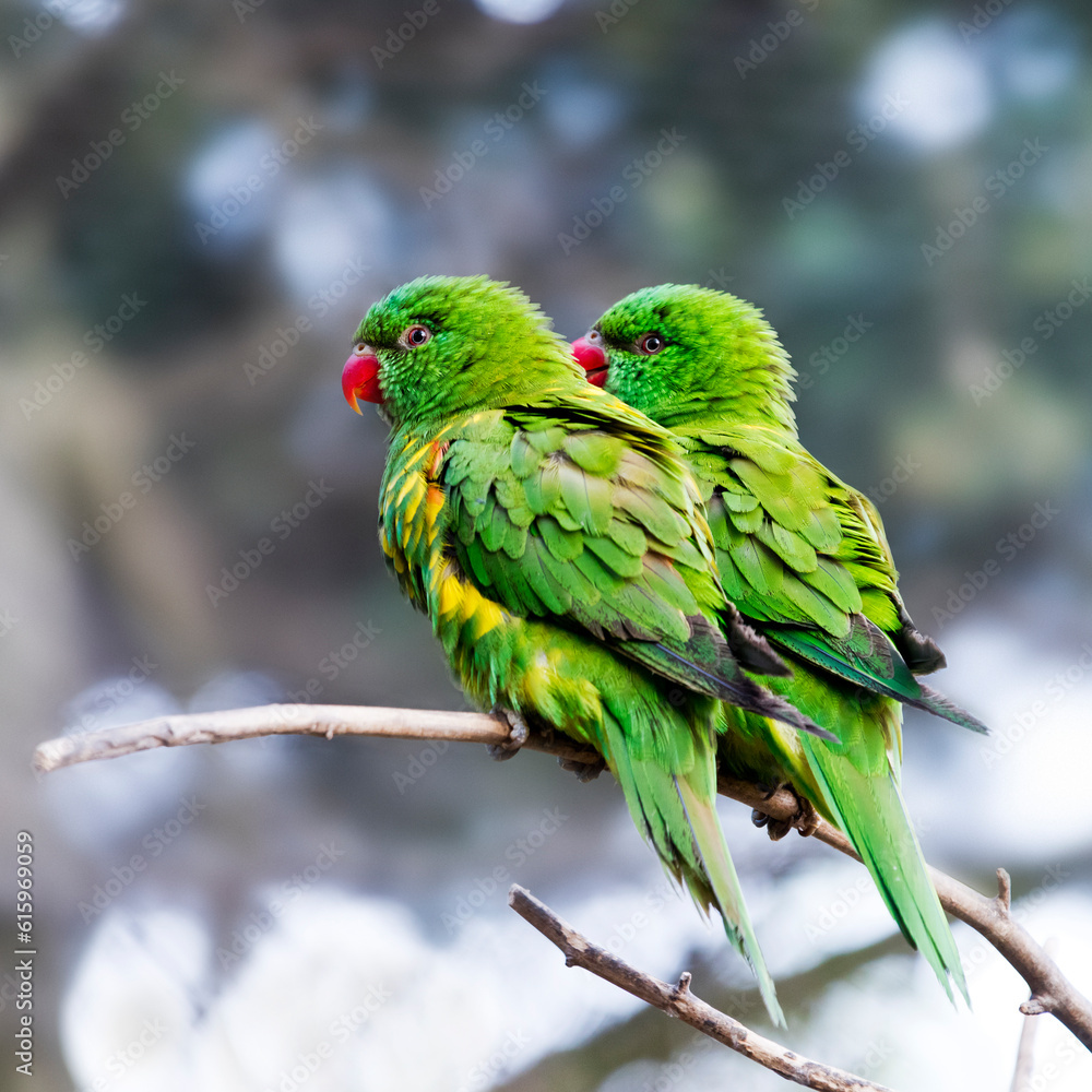 Two scaly-breasted lorikeets sitting on a twig Two scaly-breasted lorikeets sitting on a twig