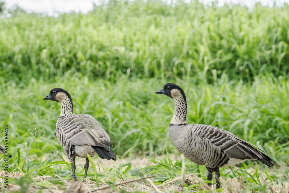 The nene (Branta sandvicensis), also known as the nēnē or the Hawaiian goose, is a species of bird endemic to the Hawaiian Islands. Ninole Loop Rd, Pahala, Big island, Hawaii The nene (Branta sandvicensis), also known as the nēnē or the Hawaiian goose, is a species of bird endemic to the Hawaiian Islands. Ninole Loop Rd, Pahala, Big island, Hawaii